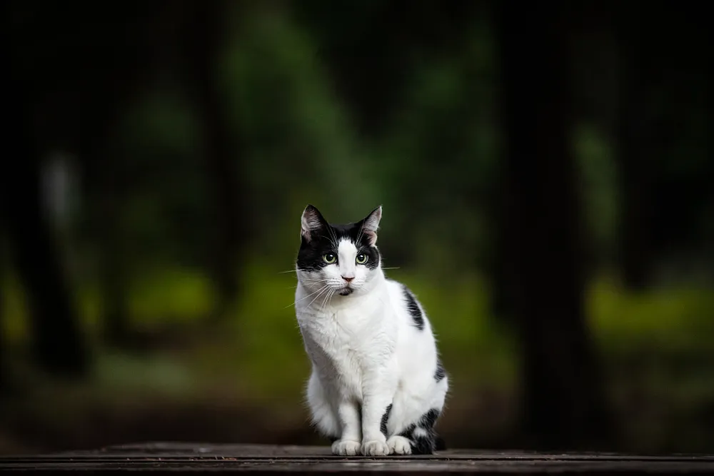 Cat Safety on Halloween